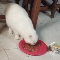 photo de livraison pour Animaux en péril