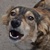 photo animal