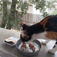 photo de livraison pour Cat Miaou