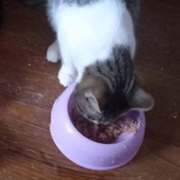 photo de livraison pour Hungry Cats14