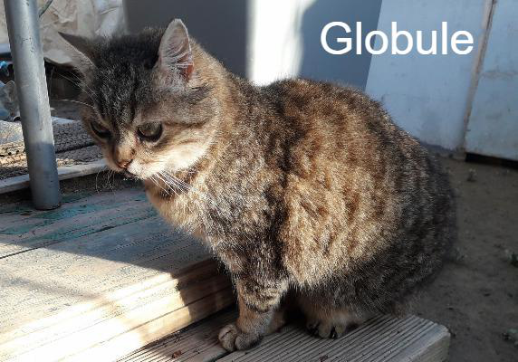Globule Chats Libres De Beziers Animal Webaction Globule Chats Libres De Beziers Animal Webaction