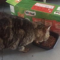 photo de livraison pour Castel Cats