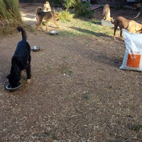 photo de livraison pour Help Adopt Moroccan Animals