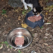 photo de livraison pour Les Chats de Dugny