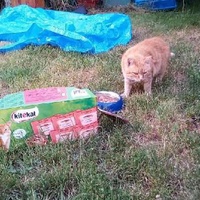 photo de livraison pour Les Chats de la Rue