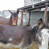 photo de livraison pour Au Bonheur Animal
