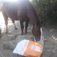 photo de livraison pour Happy Horse Day