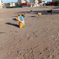 photo de livraison pour Comme Chiens et Chats Maroc