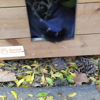 photo de livraison pour Les Chats Libres de la Canterrane