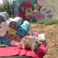 photo de livraison pour SOS Animal Tendresse