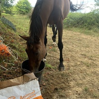 photo de livraison pour Espoir au Galop