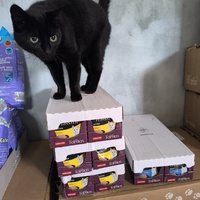 photo de livraison pour Association Chats Errants Val de Nièvre