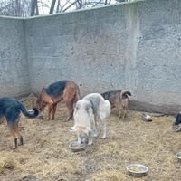 photo de livraison pour Svetlana Bjelogrlic
