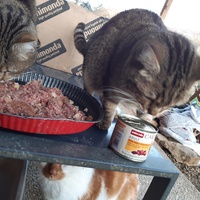 photo de livraison pour Chats errants du val du crenu
