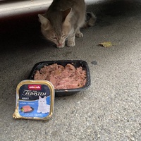photo de livraison pour Bien vivre avec les Chats Sallélois