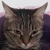 photo animal