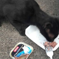 photo de livraison pour Les Chats-Pitresdelavi-Ste