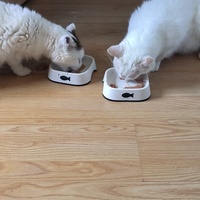 photo de livraison pour NAE-NUTTI - Les chats de la maison brûlée