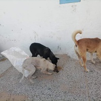 photo de livraison pour 4 Pattes Mogador