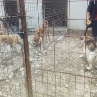 photo de livraison pour Svetlana Bjelogrlic