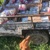 photo animal