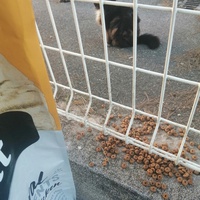 photo de livraison pour L'Ecole du Chat Istreen