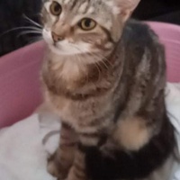 photo de livraison pour Hungry Cats14