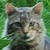 photo animal