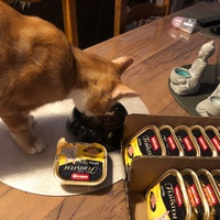 photo de livraison pour Les chats de l'Indifférence