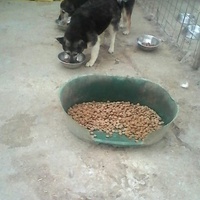 photo de livraison pour Animal Shields Oradea