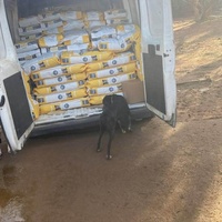 photo de livraison pour Help Adopt Moroccan Animals