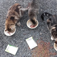 photo de livraison pour Bien vivre avec les Chats Sallélois