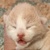 photo animal