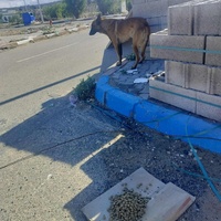 photo de livraison pour 4 Pattes Mogador