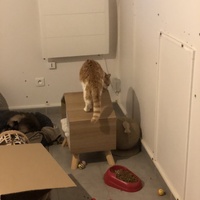 photo de livraison pour Les Chats de Condom 32