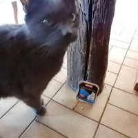photo de livraison pour Féline de Sérifontaine