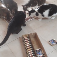 photo de livraison pour Les Amis de Michouette