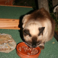 photo de livraison pour Amis des Chats de Port-Vendre