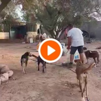 photo de livraison pour Help Adopt Moroccan Animals