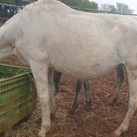 photo de livraison pour Equi-Libre : Droit à la Retraite Equine