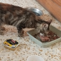 photo de livraison pour Cat Miaou