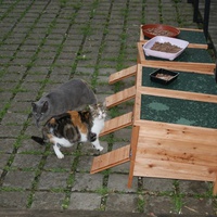 photo de livraison pour L'école du chat de Poissy