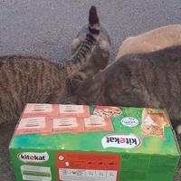 photo de livraison pour Les chats Port-Saint-Louisiens