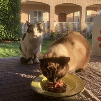 photo de livraison pour Association Des  Chats  De Hyeres
