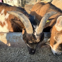 photo de livraison pour Refuge du Poil à la Plume