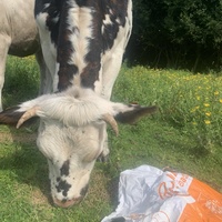 photo de livraison pour Espoir au Galop