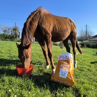 photo de livraison pour Les Crinières de Salherm