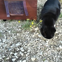 photo de livraison pour Clan du chat libre