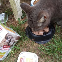 photo de livraison pour Chats Oubliés