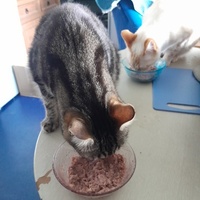 photo de livraison pour La Légende des Chats